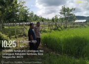 Dukung Ketahanan Pangan, Polsek Ropang Tinjau Perkembangan Padi Warga