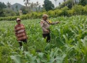 Polri Dukung Program Ketahanan Pangan Nasional: BKTM Desa Soro Barat Pantau Pengolahan Lahan Pertanian Warga