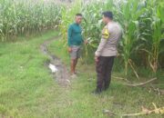 Polri Dukung Ketahanan Pangan, Bhabinkamtibmas Banggo Sosialisasikan Program Nasional