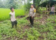 Polsek Pekat Dukung Ketahanan Pangan: Bhabinkamtibmas Karombo Pantau Lahan Pertanian Warga