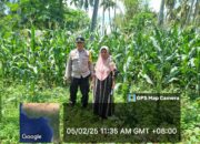 Polsek Kilo Dukung Ketahanan Pangan, Bhabinkamtibmas Pantau Tanaman Jagung Warga