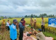 Polsek Tanjung berkolaborasi Dengan Dinas Pertanian UPTD Tanjung Ambil Sample Ubinan Padi
