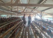 Bhabinkamtibmas Desa Luk Gelar Silaturahmi dan Koordinasi Ke Peternak Ayam Dukung Program Ketahanan Pangan Nasional
