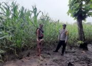 Bhabinkamtibmas Dampingi Petani Jagung, Dukung Program Ketahanan Pangan Nasional
