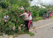 Polsek Poto Tano Bersama Masyarakat Respon Cepat Evakuasi Pohon Tumbang di Jalan Utama