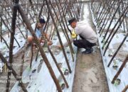 Bhabinkamtibmas Polsek Buer Kunjungi Kebun Warga, Dukung Program Ketahanan Pangan