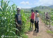 Polsek Hu’u Pantau Pengolahan Lahan Pertanian Dukung Ketahanan Pangan Nasional