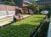 Dukung Ketahanan Pangan, Bhabinkamtibmas Kelurahan Monngonao Monitoring Lahan Pekarangan Bergizi Warga
