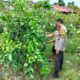 Bukan Sekadar Jaga Desa, Polisi Ini Jadi Penggerak Ketahanan Pangan