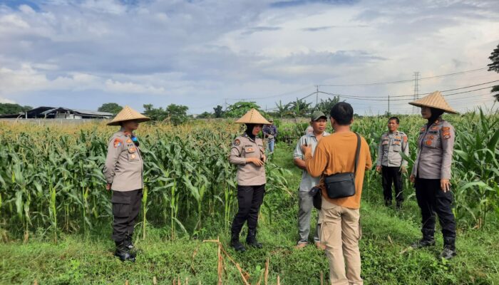 Polisi dan Petani Bersinergi: Kawal Panen Jagung Lombok Barat