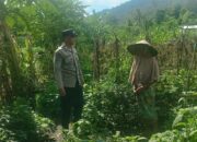 Sinergi Polisi dan Petani: Ketahanan Pangan di Lombok Barat Diperkuat