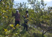Kunjungan Bhabinkamtibmas ke Petani Jambu Kristal di Lombok Barat