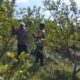 Bhabinkamtibmas Gapuk Dukung Petani Jambu Kristal di Gerung