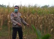 Sinergi Polri-Petani di Jagaraga untuk Swasembada Pangan