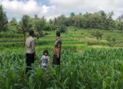 Pemantauan Lahan Jagung di Mareje, Polri Hadir untuk Petani