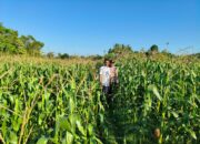 Pendampingan Polri di Dusun Tendaun Dorong Produktivitas Jagung Lokal