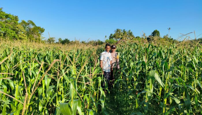 Pendampingan Polri di Dusun Tendaun Dorong Produktivitas Jagung Lokal