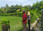 Polsek Sekotong Apresiasi Petani Padi Batu Putih