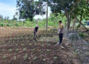 Sinergi Polri dan Petani Wujudkan Pangan Mandiri di Desa Pelangan