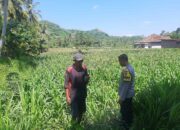 Bripka Saepul Dampingi Petani Jagung di Lembar, Lombok Barat