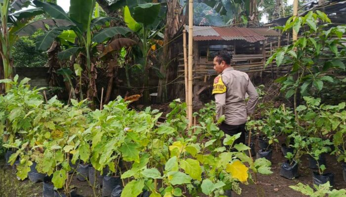 Sinergi Polri dan Pemuda Dorong Swasembada Pangan di Kuripan