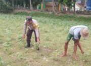 Ketahanan Pangan Lokal, Inisiatif Bhabinkamtibmas di Lombok Barat