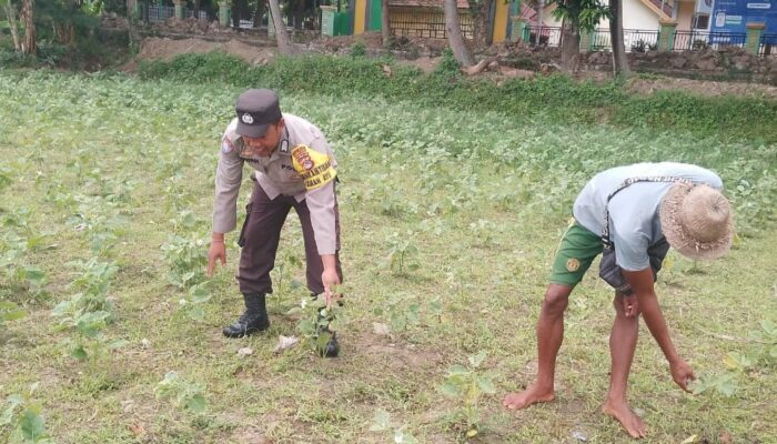 Ketahanan Pangan Lokal, Inisiatif Bhabinkamtibmas di Lombok Barat