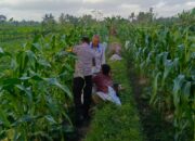 Sinergi Polisi dan Petani Kuripan Atasi Tantangan Kemarau Basah