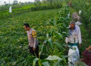 Motivasi Petani Kuripan: Polri Dorong Ketahanan Pangan dari Tingkat Desa