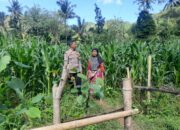Polsek Lembar Dorong Produksi Jagung di Lombok Barat