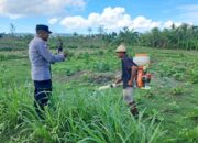 Optimalisasi Lahan Kosong untuk Pangan Mandiri di Sekotong