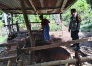 Polres Lombok Barat Gencarkan Program Pangan Mandiri