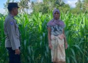 Aipda Nengah Sugiartha Edukasi Petani Jagung di Dasan Geres Soal Pangan