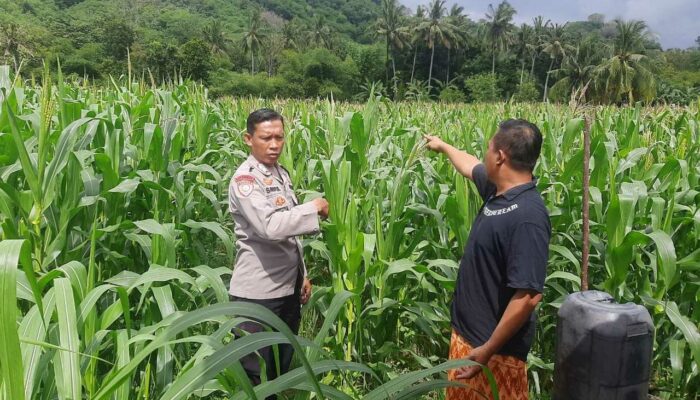 Sinergi Polri dan Petani di Lembar, Ketahanan Pangan Jadi Prioritas