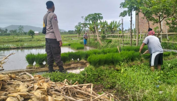 Polri Pantau Langsung Tanam Padi di Desa Lelede, Lombok Barat