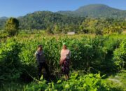 Cek Lahan Jagung, Bhabinkamtibmas Mareje Timur Dukung Petani Lokal