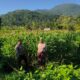 Polsek Lembar Dampingi Warga Mareje Timur Atur Tanam Jagung