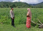 Petani Jagung Sekotong Timur Didampingi Polri, Ini Komitmen Polsek Lembar