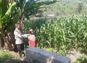 Dukung Program Pangan, Polri Kunjungi Lahan Jagung di Lembar