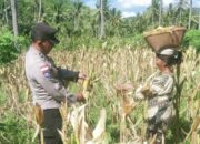 Sinergi Polri dan Petani di Sekotong, Panen Jagung Jadi Simbol Ketahanan Pangan