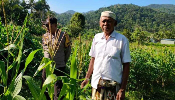 Bhabinkamtibmas Mareje Timur Kawal Produksi Jagung Demi Pangan Nasional