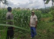 Pemanfaatan Pekarangan dan Jagung Siap Panen, Banyumulek Jadi Contoh Ketahanan Pangan NTB