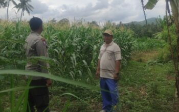 Pemanfaatan Pekarangan dan Jagung Siap Panen, Banyumulek Jadi Contoh Ketahanan Pangan NTB