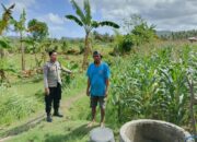 Perkuat Ketahanan Pangan, Polisi Bina Petani Jagung di Sekotong