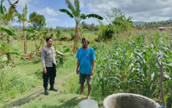 Perkuat Ketahanan Pangan, Polisi Bina Petani Jagung di Sekotong