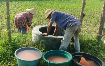 Polsek Gerung Perkuat Ketahanan Pangan Lewat Pendampingan Petani di Babussalam