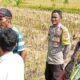 Sinergi Polri dan Warga Desa Rumak Wujudkan Swasembada Pangan dari Pekarangan