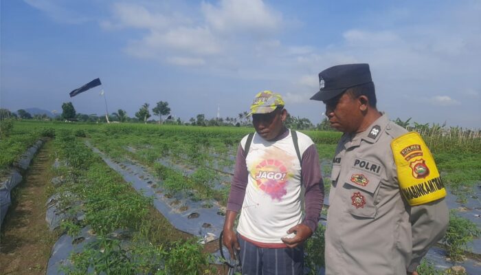 Polsek Kediri Libatkan Bhabinkamtibmas dalam Program Ketahanan Pangan di Desa Montong Are