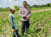 Bhabinkamtibmas Telagawaru Dorong Ketahanan Pangan Warga Paok Kambut