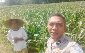 Dukungan Polri di Eyat Mayang, Petani Jagung Tak Sendiri